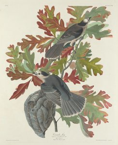 Kanada Jay, 1831. by Robert Havell