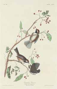 Kanadalı Baştankara, 1834. by Robert Havell