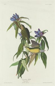 Connecticut Warbler, 1832. by Robert Havell