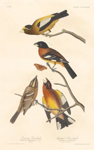 Akşam Grosbeak ve Benekli Grosbeak, 1837. by Robert Havell
