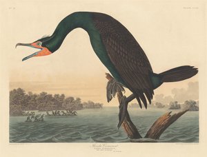 Florida Karabatak, 1835. by Robert Havell