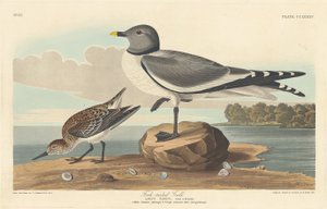 Çatal kuyruklu martı, 1835. by Robert Havell