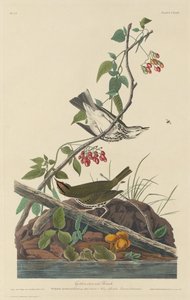 Altın Taçlı Ardıç, 1832. by Robert Havell