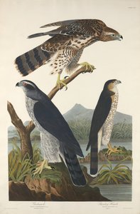 Goshawk ve Stanley Hawk, 1832. by Robert Havell
