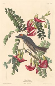 Gri Tiran, 1833. by Robert Havell