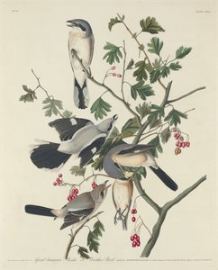 Büyük Amerikan Örümcek Kuşu veya Kasap Kuşu, 1834. by Robert Havell