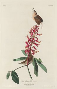 Büyük Carolina Wren, 1830. by Robert Havell