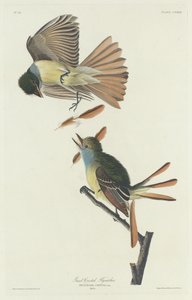 Büyük Tepeli Sinekkapan, 1832. by Robert Havell