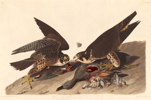 Büyük Ayaklı Şahin, 1827. by Robert Havell