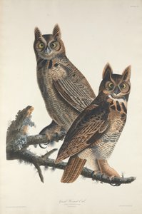 Büyük Boynuzlu Baykuş, 1829.