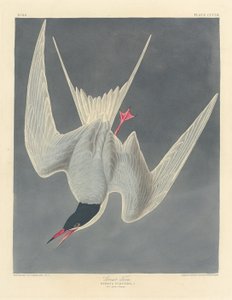 Büyük Sumru, 1836. by Robert Havell