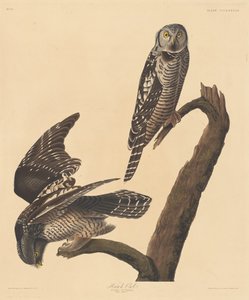 Şahin Baykuş, 1837.