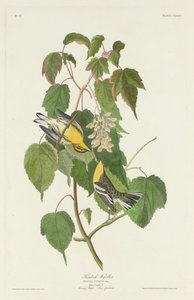 Baldıran Ötleğen, 1832. by Robert Havell