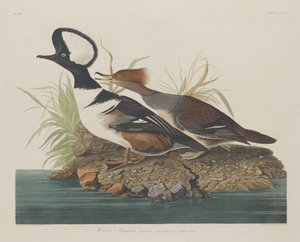 Kapşonlu Merganser, 1834. by Robert Havell