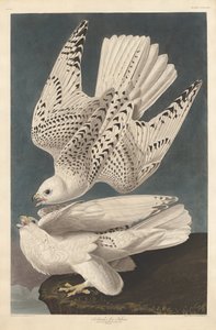İzlanda veya Jer Falcon, 1837. by Robert Havell