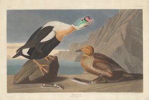 Kral Ördek, 1835.