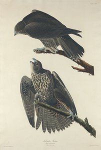 Labrador Şahini, 1834. by Robert Havell