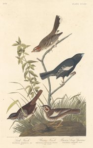 Lark Finch, Prairie Finch ve Brown Song Sparrow, 1837. by Robert Havell