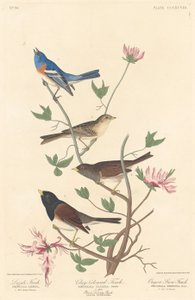 Lazuli Finch, Kil renkli Finch ve Oregon Snow Finch, 1837.