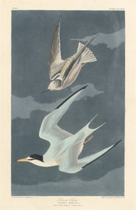 Küçük Sumru, 1836. by Robert Havell