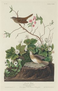 Lincoln Finch, 1834. by Robert Havell