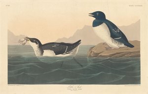 Küçük Auk, 1836. by Robert Havell
