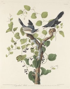 Caretta Shrike, 1829.