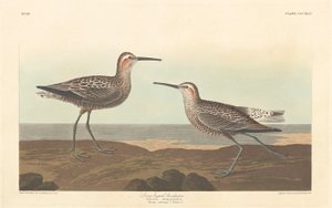 Uzun bacaklı Sandpiper, 1836. by Robert Havell