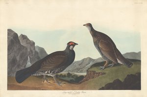 Uzun kuyruklu veya Gölgeli Grous, 1837. by Robert Havell