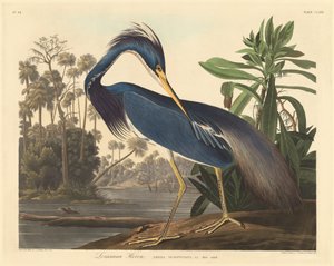 Louisiana Balıkçıl, 1834.