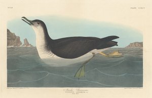 Manks Shearwater, 1836. by Robert Havell