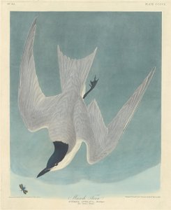 Bataklık Sumru, 1838. by Robert Havell