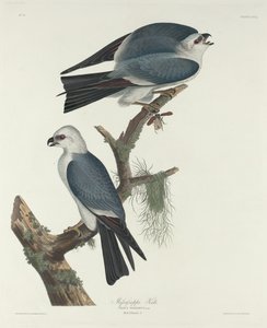 Mississippi Uçurtması, 1831. by Robert Havell