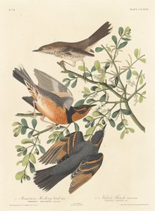 Dağ Alaycı Kuş ve Çeşitli Ardıç, 1837. by Robert Havell
