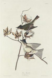 Pewit Sinekkapan, 1831. by Robert Havell