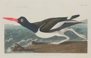 Alaca Oyster-Catcher, 1834.