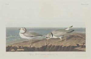 Plover, 1834. by Robert Havell