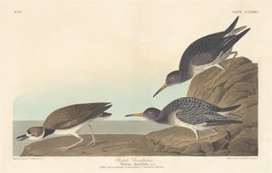 Mor Sandpiper, 1835. by Robert Havell