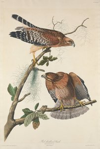 Kırmızı omuzlu Şahin, 1829. by Robert Havell