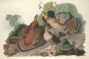 Ruffed Orman Tavuğu, 1828.