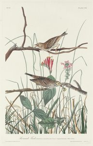 Savannah Finch, 1831. by Robert Havell