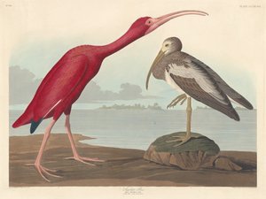 Kızıl Ibis, 1837