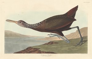 Scolopaceus Courlan, 1837. by Robert Havell