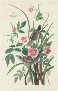Deniz kenarındaki Finch, 1830. by Robert Havell
