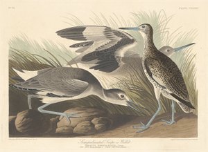 Yarı palmiyeli Snipe veya Willet, 1835. by Robert Havell