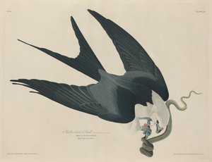 Kırlangıç kuyruklu şahin, 1829. by Robert Havell