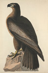 Washington Kuşu veya Büyük Amerikan Deniz Kartalı, 1827.