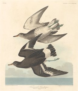 Townsend'in Sandpiper'ı, 1838. by Robert Havell