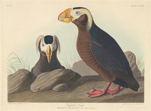 Tepeli Auk, 1835. by Robert Havell