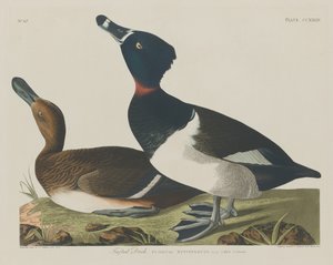 Tepeli Ördek, 1834. by Robert Havell